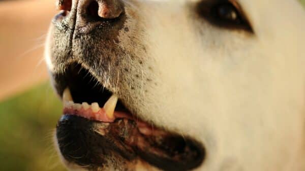close-up photo of white dog